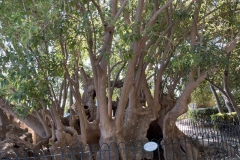 Corfu-Town-oliivipuu