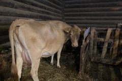 Eesti-maatougu-lehm-Kurgja