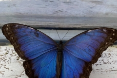 The-Emperor-Butterfly-Liblikamaja