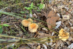 Parika-kollased-seened