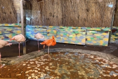 Flamingo-Riia-Loomaaed