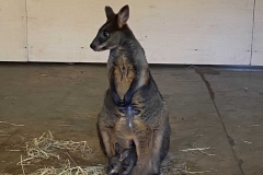Kanguru-beebi-Riia-Loomaaed